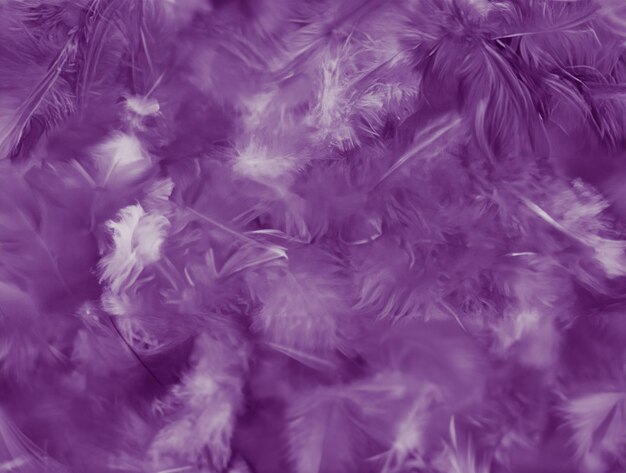 Photo abstract white and purple feathers on white background with soft texture