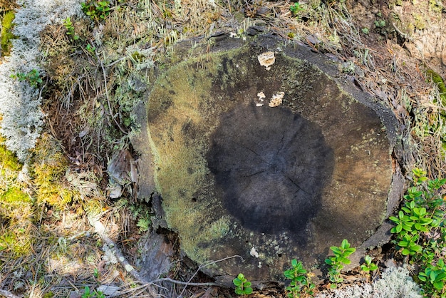 Abstract wooden texture of the old stump of the cut tree