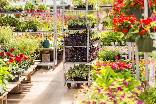 Abundance of colorful flowers at the garden center in Early Summer.