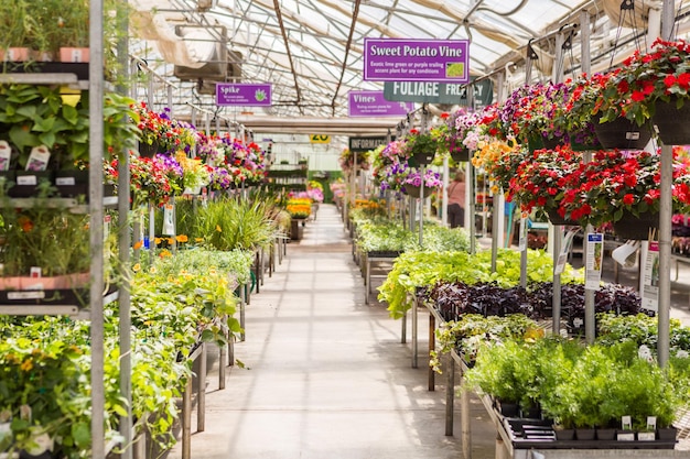 Abundance of colorful flowers at the garden center in Early Summer.