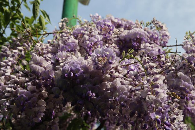 Abundant flowering of wisteria in spring