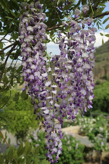 Abundant flowering of wisteria in spring