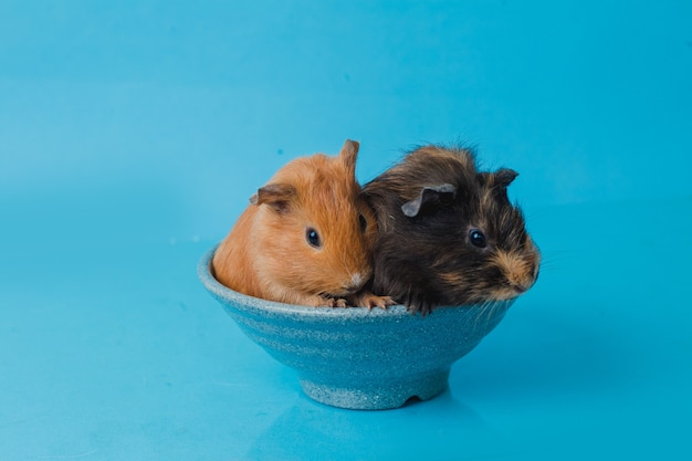 Abyssinian and America guinea pig isolated on blue background