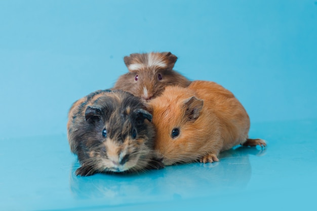 Abyssinian and America guinea pig isolated on blue background