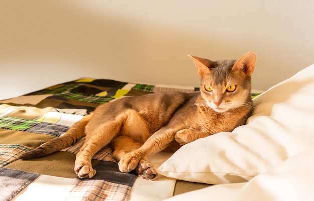 Abyssinian cat at home Close up portrait of blue abyssinian cat lying on a patchwork quilt and pillows