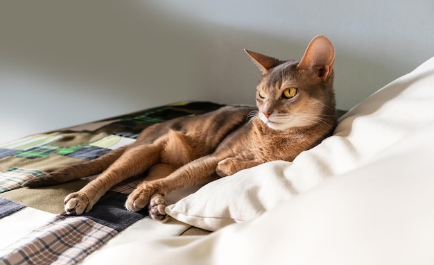 Abyssinian cat at home Close up portrait of blue abyssinian cat lying on a patchwork quilt and pillows