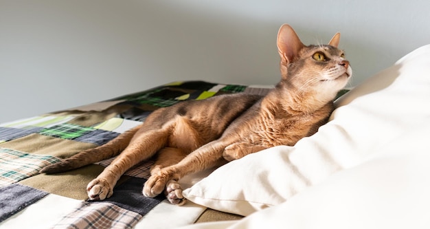 Abyssinian cat at home Close up portrait of blue abyssinian cat lying on a patchwork quilt and pillows