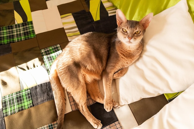 Abyssinian cat at home Close up portrait of blue abyssinian cat lying on a patchwork quilt and pillows