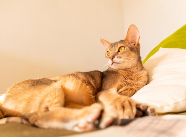 Abyssinian cat at home Close up portrait of blue abyssinian cat lying on a patchwork quilt and pillows