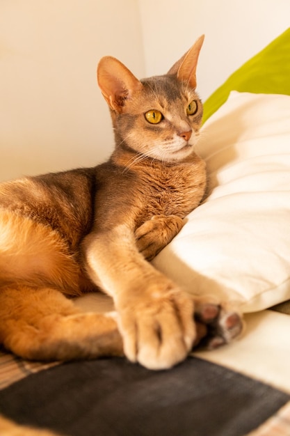 Abyssinian cat at home Close up portrait of blue abyssinian cat lying on a patchwork quilt and pillows