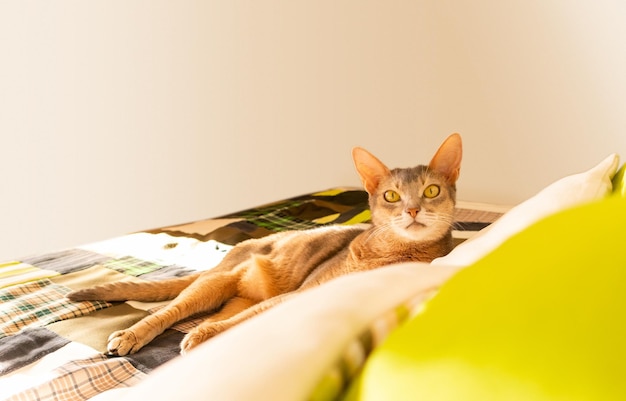 Abyssinian cat at home Close up portrait of blue abyssinian cat lying on a patchwork quilt and pillows