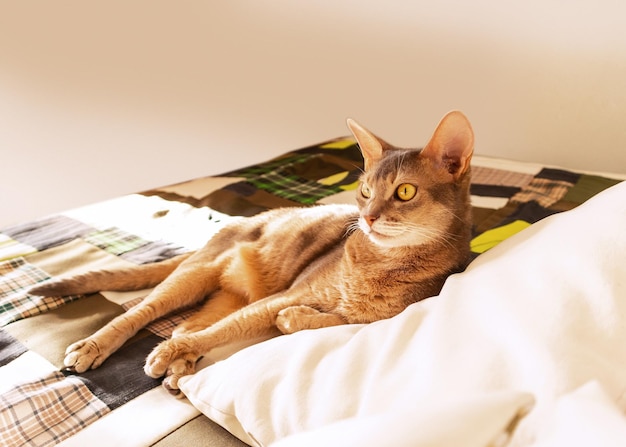 Abyssinian cat at home Close up portrait of blue abyssinian cat lying on a patchwork quilt and pillows