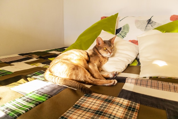 Abyssinian cat at home Close up portrait of blue abyssinian cat lying on a patchwork quilt and pillows