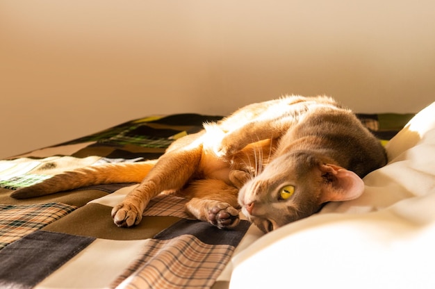 Abyssinian cat at home Close up portrait of blue abyssinian cat lying on a patchwork quilt and pillows