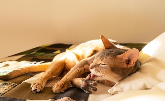 Abyssinian cat at home Close up portrait of blue abyssinian cat lying on a patchwork quilt and pillows