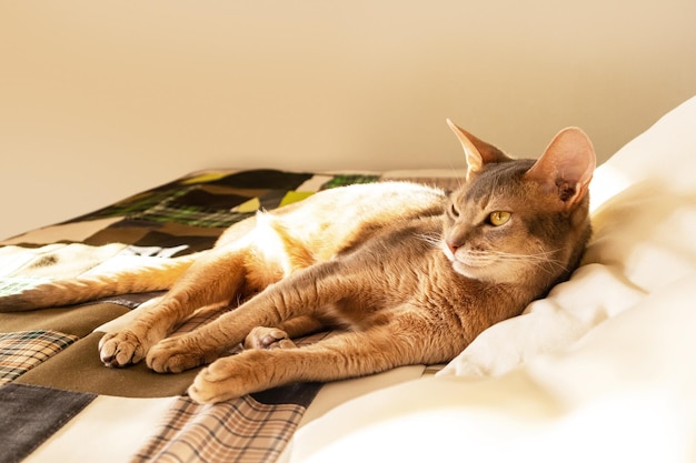 Abyssinian cat at home Close up portrait of blue abyssinian cat lying on a patchwork quilt and pillows