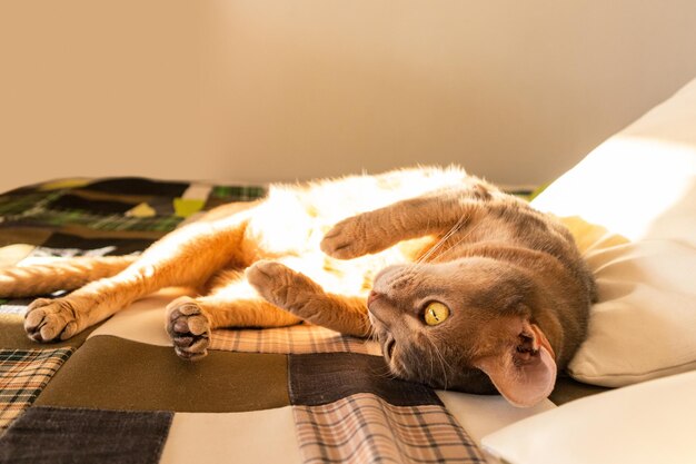 Abyssinian cat at home Close up portrait of blue abyssinian cat lying on a patchwork quilt and pillows