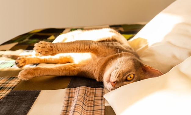 Abyssinian cat at home Close up portrait of blue abyssinian cat lying on a patchwork quilt and pillows