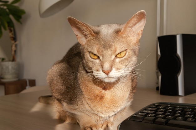 Abyssinian cat at home Close up portrait of blue abyssinian cat sitting on a work table Pretty cat white background