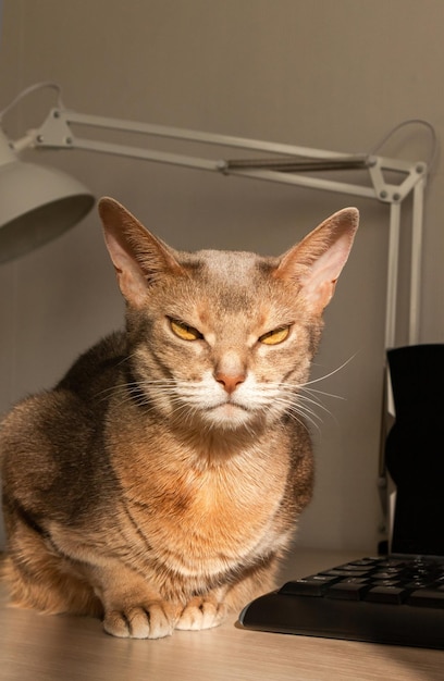 Abyssinian cat at home Close up portrait of blue abyssinian cat sitting on a work table Pretty cat white background