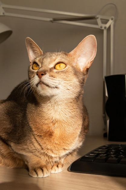 Abyssinian cat at home Close up portrait of blue abyssinian cat sitting on a work table Pretty cat white background