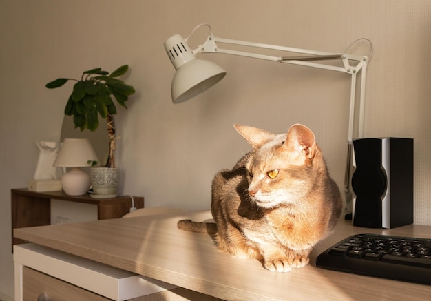 Abyssinian cat at home Close up portrait of blue abyssinian cat sitting on a work table Pretty cat white background