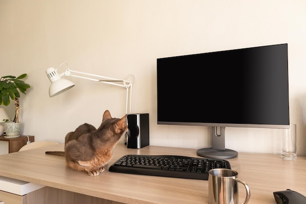 Abyssinian cat at home Close up portrait of blue abyssinian cat sitting on a work table Pretty cat white background