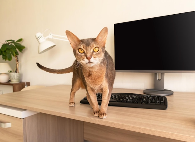 Abyssinian cat at home Close up portrait of blue abyssinian cat standing on a work table Pretty cat white background