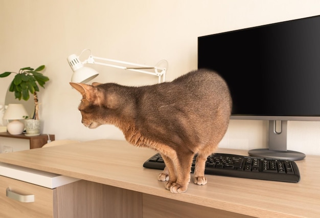 Abyssinian cat at home Close up portrait of blue abyssinian cat standing on a work table Pretty cat white background