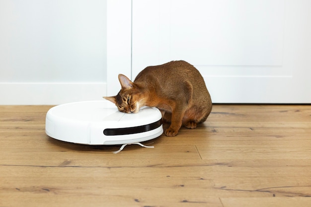 Abyssinian cat near robot floor cleaner at home