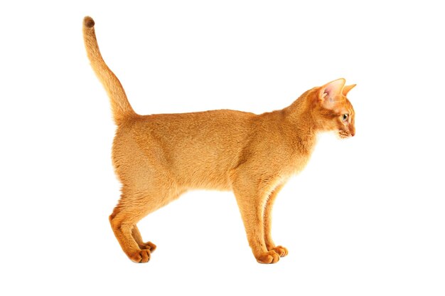 Photo abyssinian cat