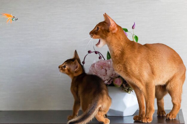 Abyssinian cats mother and kitten play