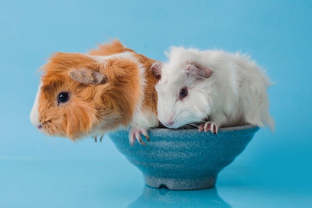 Abyssinian guinea pig isolated on blue background