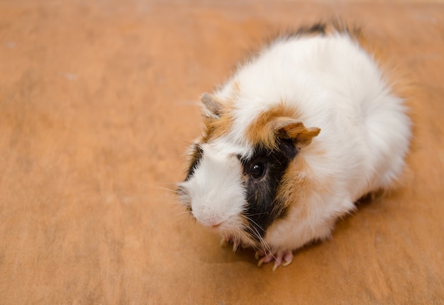 Abyssinian guinea pig on a wooden