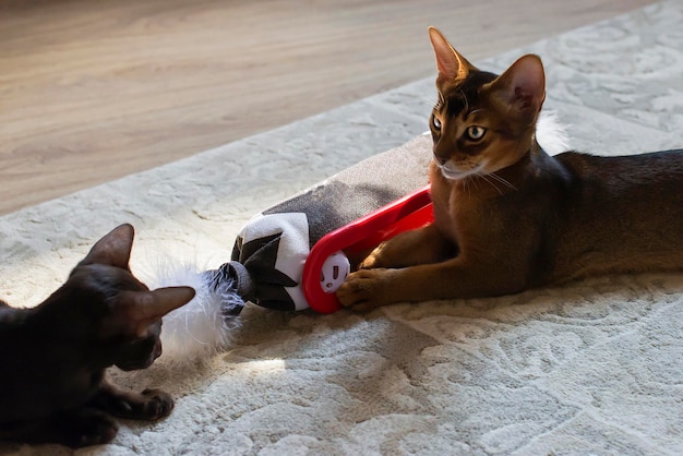 Abyssinian red cat playing on the floor