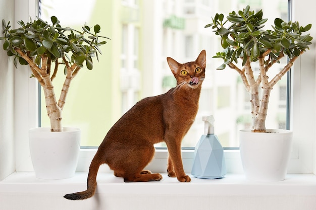 Abyssinian young cat sitting on the windowsill beautiful purebred short haired kitten