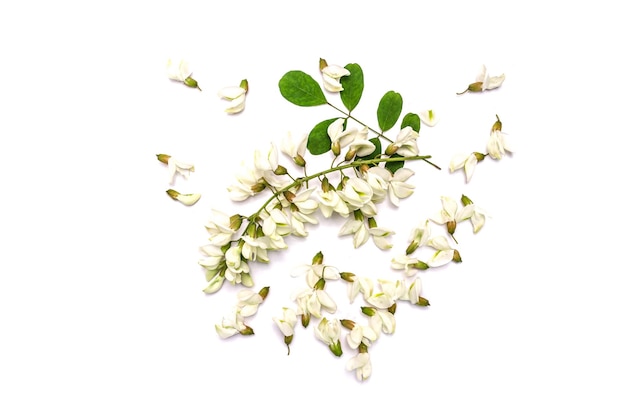 Acacia branch in spring on a white background