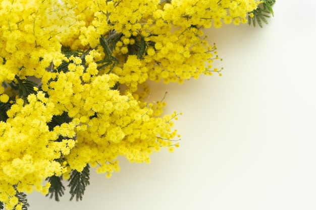 Acacia dealbata Yellow mimosa flowers on a yellow background Copy space