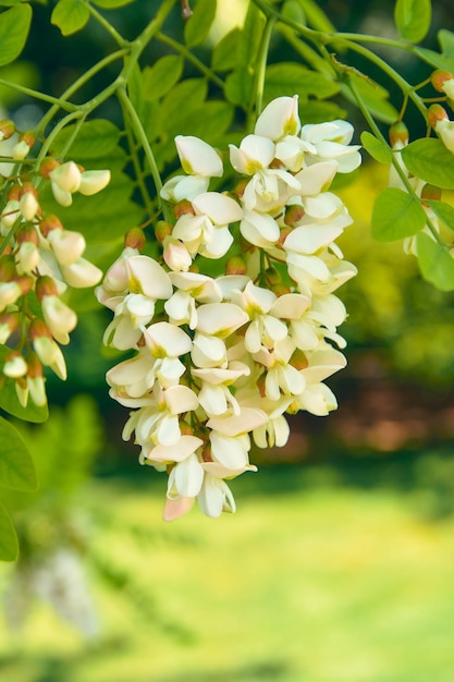 Acacia flowers on a branch closeup