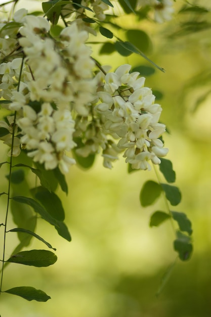 Acacia flowers and leaves closeup Nice acacia flowers in a springtime Nature composition Branch of white acacia flowers on green background