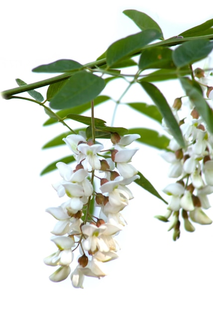 Acacia flowers with leaves on isolated white background Honey fragrant flowers of white color