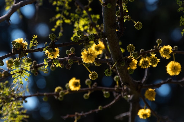 Acacia tree Hawthorn flowering in spring with its characteristic yellow color