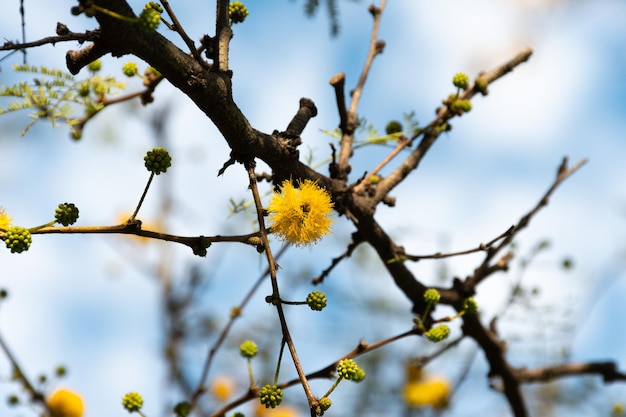 Acacia tree Hawthorn flowering in spring with its characteristic yellow color