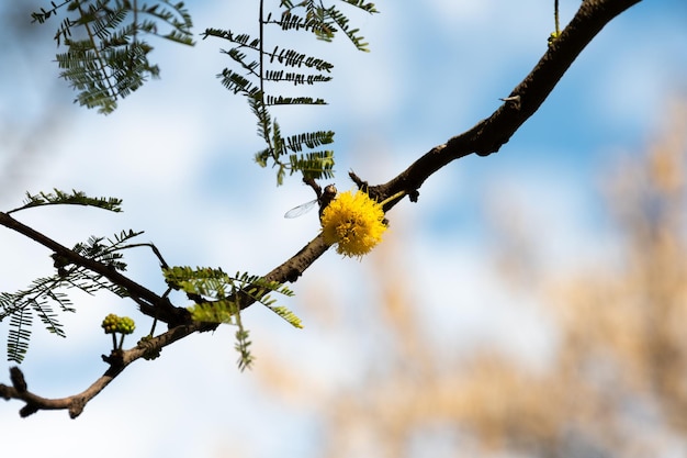 Acacia tree Hawthorn flowering in spring with its characteristic yellow color