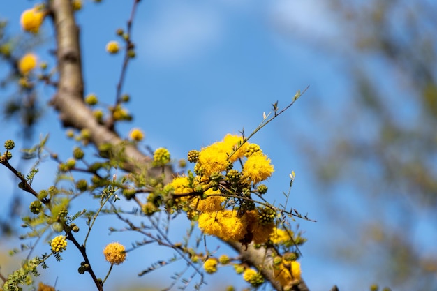 Acacia tree Hawthorn flowering in spring with its characteristic yellow color