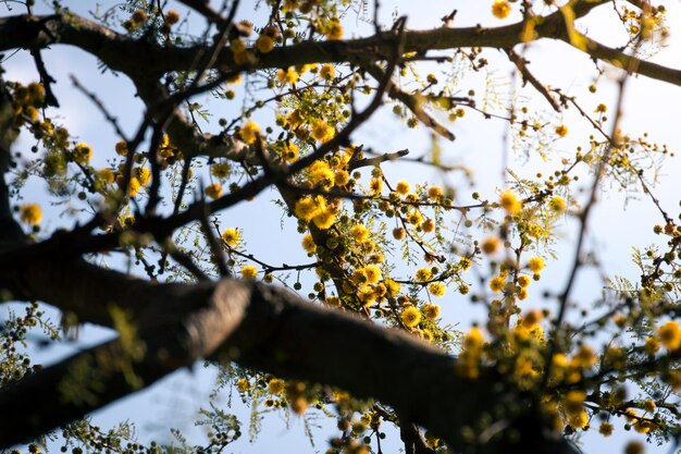 Acacia tree Hawthorn flowering in spring with its characteristic yellow color