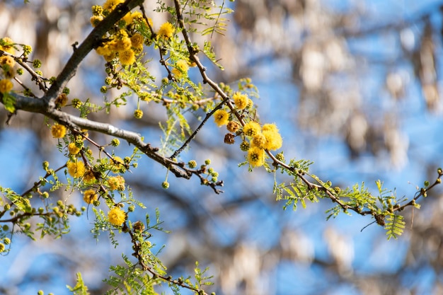 Acacia tree Hawthorn flowering in spring with its characteristic yellow color