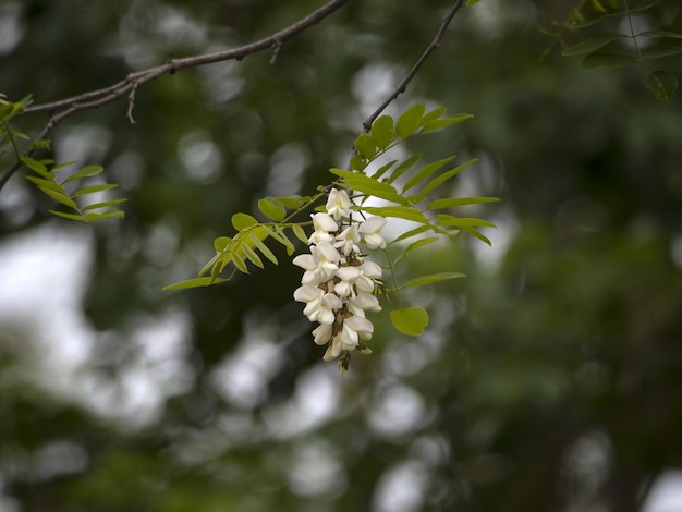 Acacia tree white flower detail