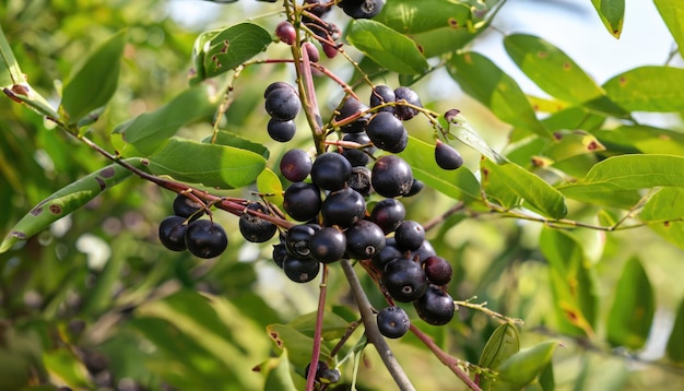 Photo acai berries on the tree on a natural farm