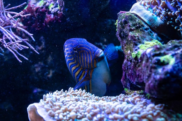 Acanthurus lineatus fish